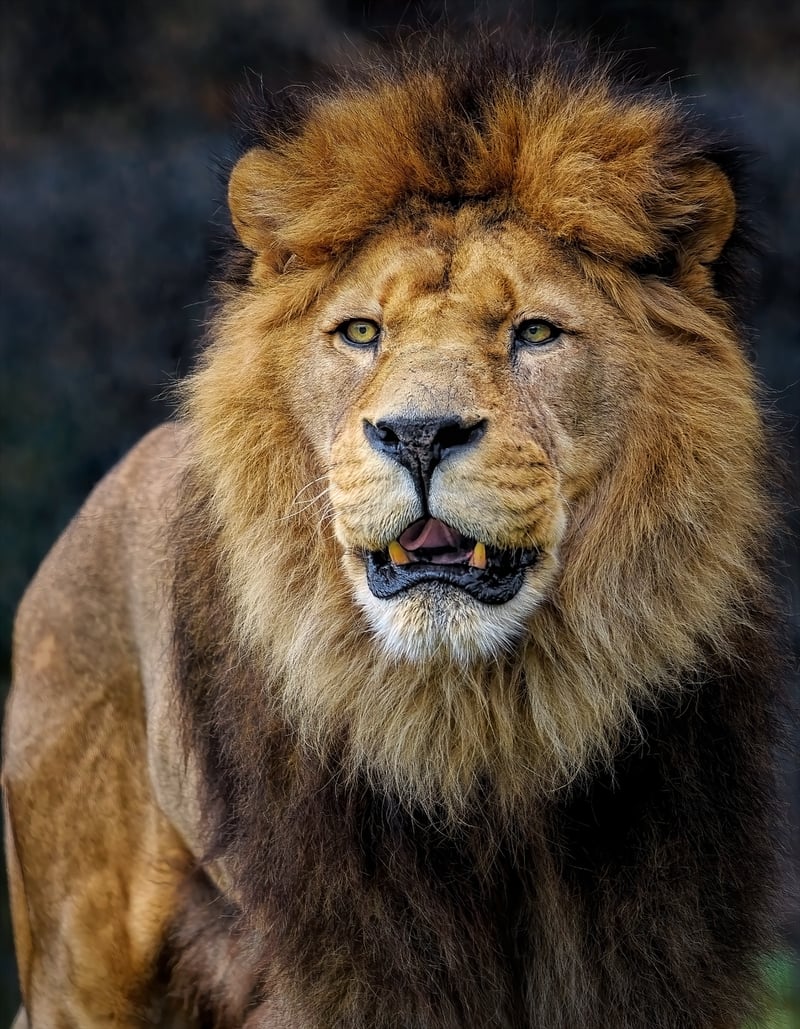 Lion on Safari